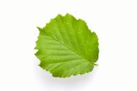 Noisetier - feuille isolée (Corylus avellana)